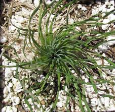 Image result for Ledebouria revoluta