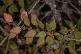 Image result for Parietaria debilis