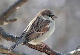 Image result for Phoebe Gray 1942 Mercury