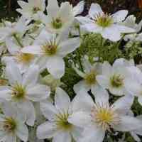 De clematis avalanche is een groenblijvende clematis uit de cartmanii familie. Groenblijvende Clematis Soorten Verschillende Soorten En Verzorging