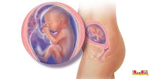 Maybe you would like to learn more about one of these? 19 Settimane Di Gravidanza La Voce Della Mamma Ibambini Org