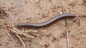 Maybe you would like to learn more about one of these? How To Get Rid Of Millipedes In Your House Ortho