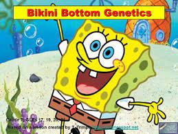 Punnett square practice #3 spongebob squarepants. Punnett Squares With Sponge Bob Ppt Download