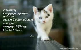 Tamil Kadhal Kavithai Kitten Wallpaper Cute Cat Wallpaper Cat Wallpaper