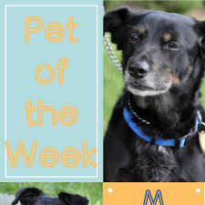 Second chance animal society | malaysia. Second Chance Rescue Home Facebook