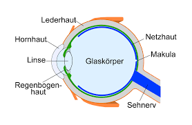 Augenkrankheiten Aufbau Und Funktion