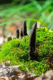 Image result for Xylaria polymorpha