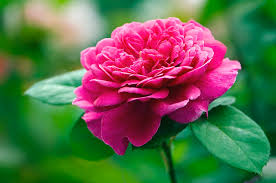 Image result for Rosa sp.