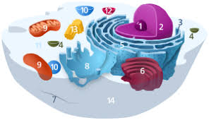 Cytotoxic t cells can induce target cells to undergo programmed cell death. Lysosome Wikipedia