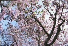This tree in colorado best below 6000 ft. Give In To Temptation Colorado S Great For Growing Apples The Denver Post