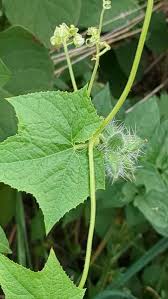 Image result for Sicyos