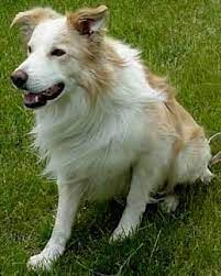 Border Collie Amarelo E Branco Cao Bicolor Amarelo Vermelho Australiano Claro Border Collie Collie Caes De Caca