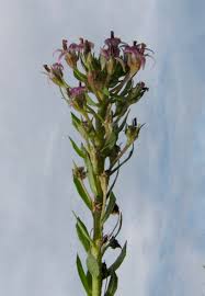 Image result for Lobelia sonderiana