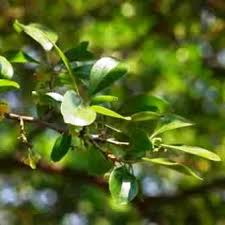 Image result for Dovyalis zeyheri