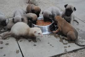 Chv1 or canine herpes virus is a major cause of fading puppy syndrome there are precautions you can take to avoid and treat puppiesbreeding made. Canine Herpes Puppy Fading Syndrome