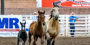 Escandaloso viii x amaida ii training level. Buckskin Horse Color Origin Genetics And Variations Helpful Horse Hints