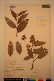 Image result for Parinari excelsa