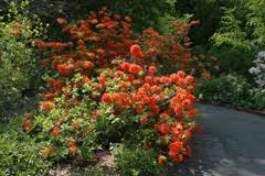 Azalea Northern Lights Series The Morton Arboretum