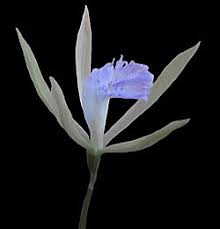 Image result for Nervilia