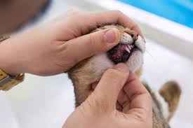 Your veterinarian may recommend a plaque prevention product — a substance that you apply to your pet's teeth and gums on a weekly basis. How To Choose Effective Oral Care Products For Your Cat Killarney Cat Hospital