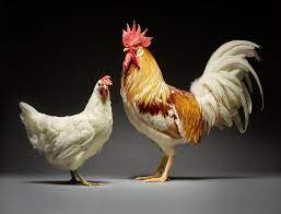 What does ayam jantan mean in malay? Share Jer 24 Jenis Ayam Jantan Dan Betina Facebook