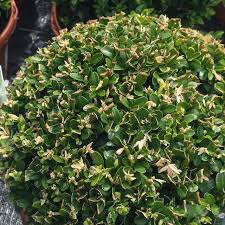 Image result for caterpillar box tree moth inside buxus plant