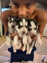 Cute item for cold weather