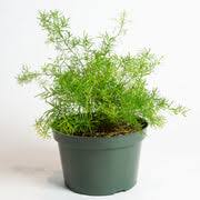 Image result for Asparagus rogersii