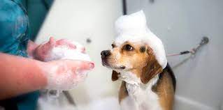 Groomingdale's pet salon is located in lakewood city of washington state. Groomingdales Pet Salon Pietermaritzburg Petslover