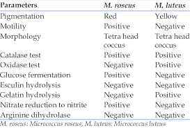 Morphological And Biochemical Characteristics Of M Roseus