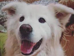 Keystone puppies does not house, purchase, raise, or accept funds for puppies. 3 Samoyed Mix Breeds The Popular And Adorable Hybrid Dogs Petpress