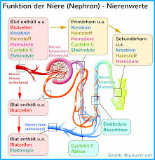 Blutwerte Verstehen Laborwerte Einfach Erklart Stellen sie ihre lebensweise um und kontrollieren sie die messdaten bis ihr blutdruck wieder ein normales niveau. blutwerte verstehen laborwerte einfach