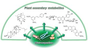 We did not find results for: Microbial Biosynthesis Of Medicinally Important Plant Secondary Metabolites Natural Product Reports Rsc Publishing