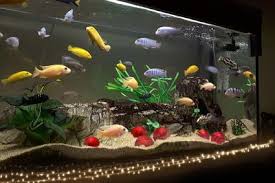 In the menu on the left side, you can search by size of the aquarium and the level of difficulty of the plants (easy, medium, advanced), in order to find the solutions that suit your exact needs. Fish Tank Decoration Ideas Using Everyday Items Lovetoknow