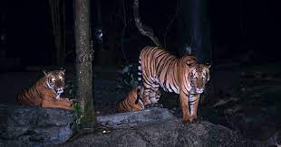 Since opened, it has bred malayan tigers, asian elephants, markhors, red dholes, anoas, bantengs, fishing cats, and so. Audioguide Nachtsafari Einfuhrung Reisefuhrer Mywowo