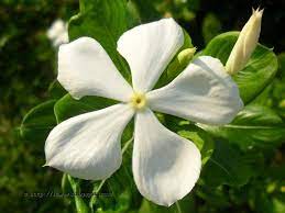 Rose Periwinkle Catharanthus Roseus Periwinkle Rose Flowers