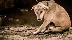 Depressionen Bei Hunden Erkennen Und Behandeln Alle Informationen Petplan