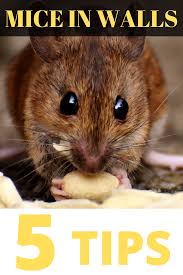 Use this remedy for getting rid of squirrels in walls and attic spaces, as well as for mice. Get Rid Of Mice Fast 5 Clever Natural Tips Getting Rid Of Mice Mouse Trap Diy Getting Rid Of Rats