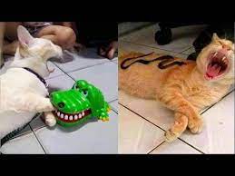 Try Not To Laugh Or Grin While Watching Funny Animals Compilation 23 Youtube Funny Animal Vines Baby Animal Videos Funny Cats