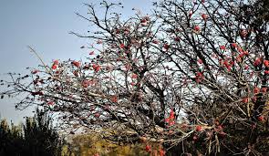 Image result for Erythrina sacleuxii