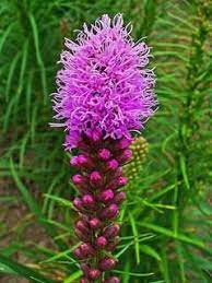 Liatris Liatris Spicata Gayfeather Pfaf Plant Database Perennials Garden Bulbs Rock Garden Plants Herbaceous Perennials