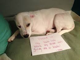 Whenever that happens, mark and jessie give me a bath. Not A Fan Of Bath Time Dogshaming