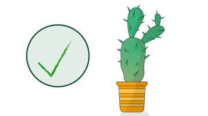 Cacti aren't really genetically designed to grow fast. How To Grow A Cactus 15 Steps With Pictures Wikihow
