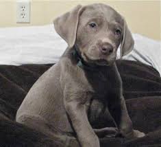 Use the paypal button below to place a deposit for your puppy or to pay the balance or shipping. Silver Labrador Puppies For Sale Illinois