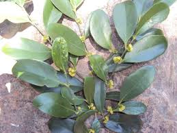 Image result for Suregada