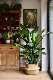 Image result for Strelitzia