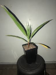 To find high quality washingtonia robusta, trachycarpus fortunei. Petticoat Palme Washingtonia Robusta Flos Palmenoase De