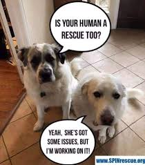 Is Your Human A Rescue Too Service Dogs Gear Dog Quotes Cute Dog Pictures