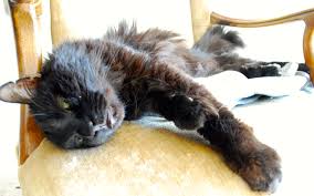 We did not find results for: Everything I Know About A Good Death I Learned From My Cat The Verge