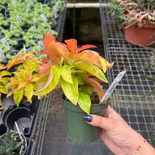 Image result for Pereskia aculeata